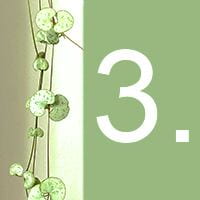 The heart-shaped leaves of an indoor plant and the number 3 against a green background.