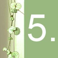 The heart-shaped leaves of an indoor plant and the number 5 against a green background.