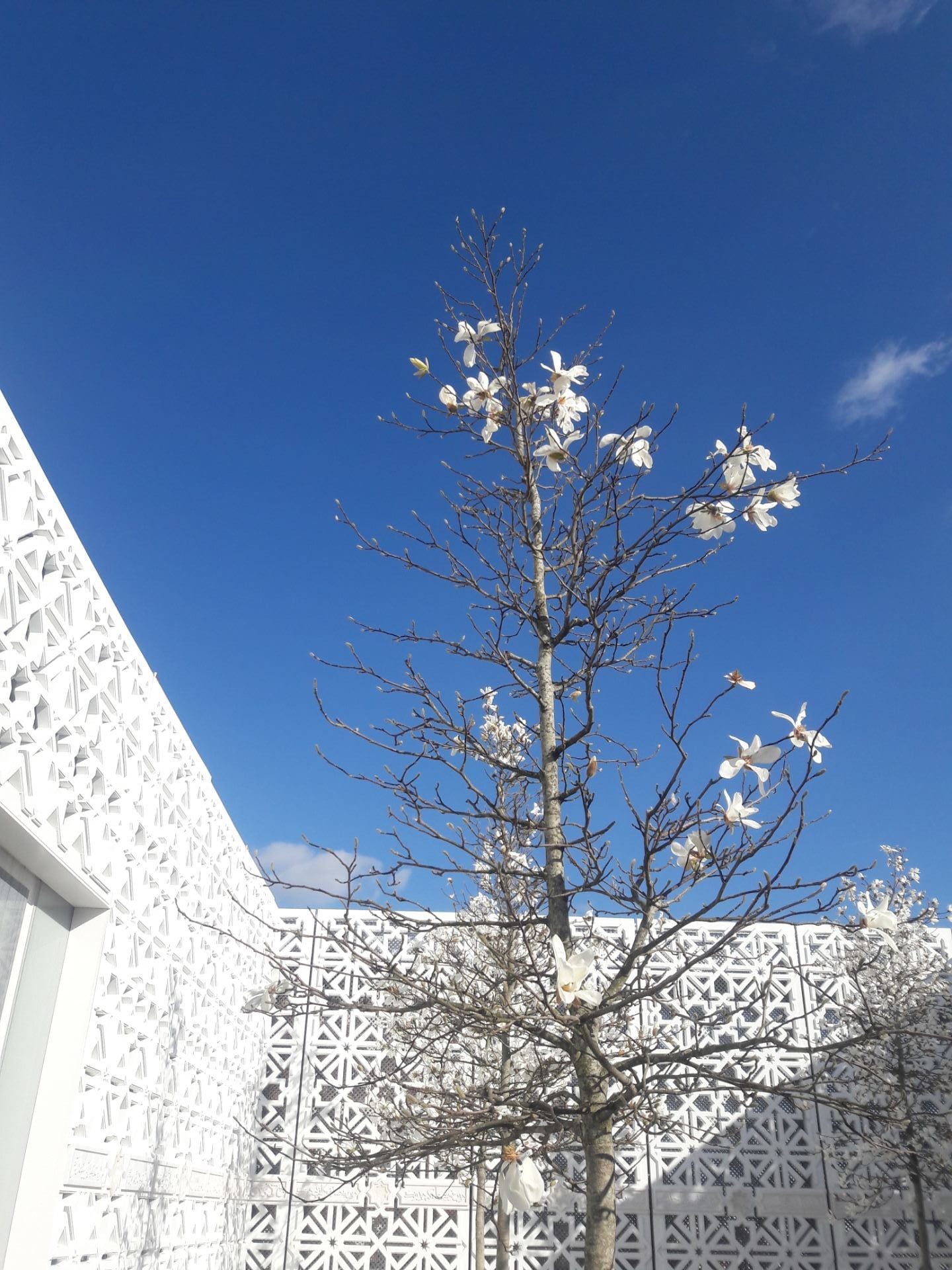  The Garden of Light small tree with white blooms against a blue sky with white decorative trellis in the background.