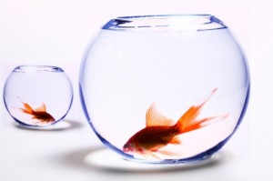 Two Fishbowls with gold fishes in