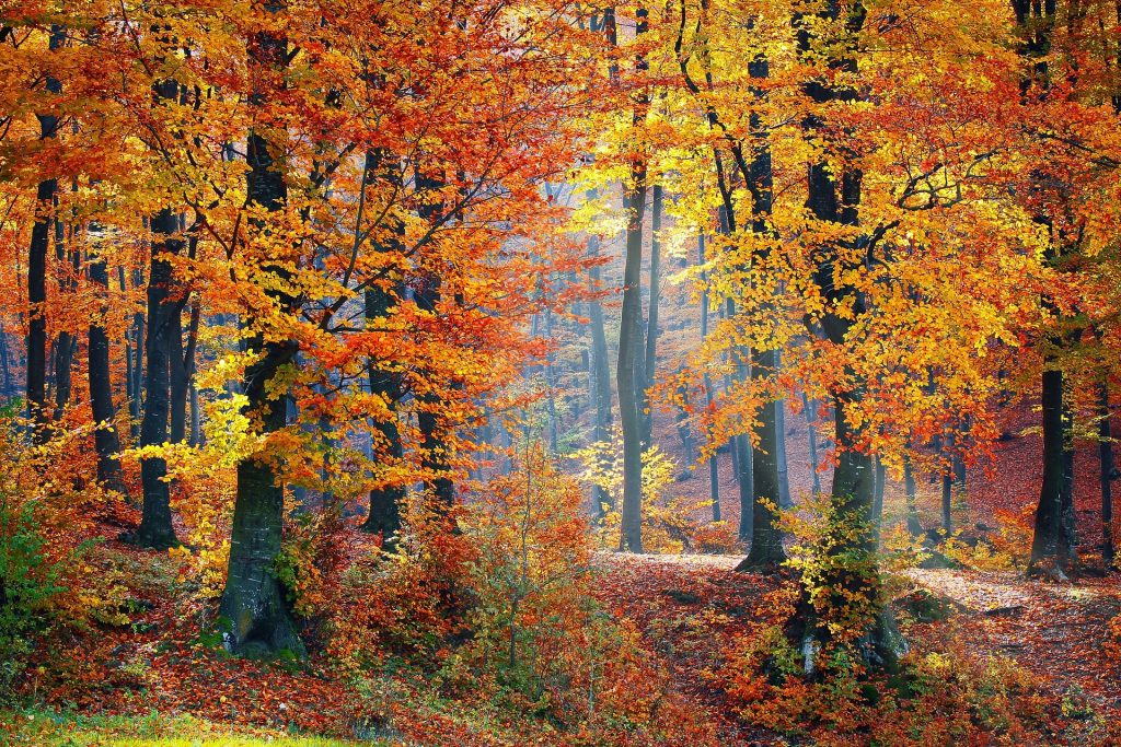 Image shows a wooded clearing with sun filtering down through the trees, in autumn colours.