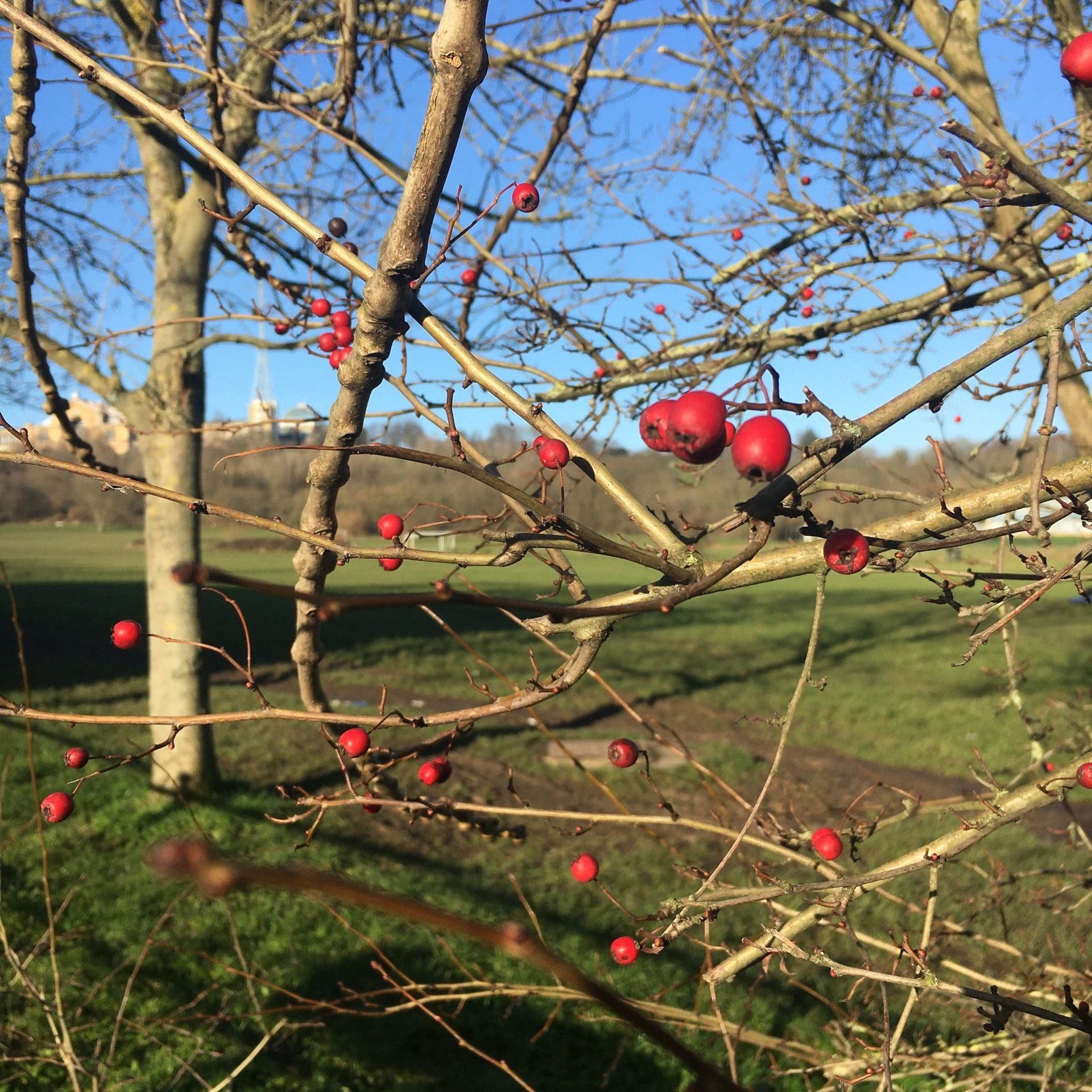 a winter scene of red berries on bare branches