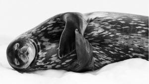 black and white seal titled "Sleeping like a Weddell" by Ralf Schneider